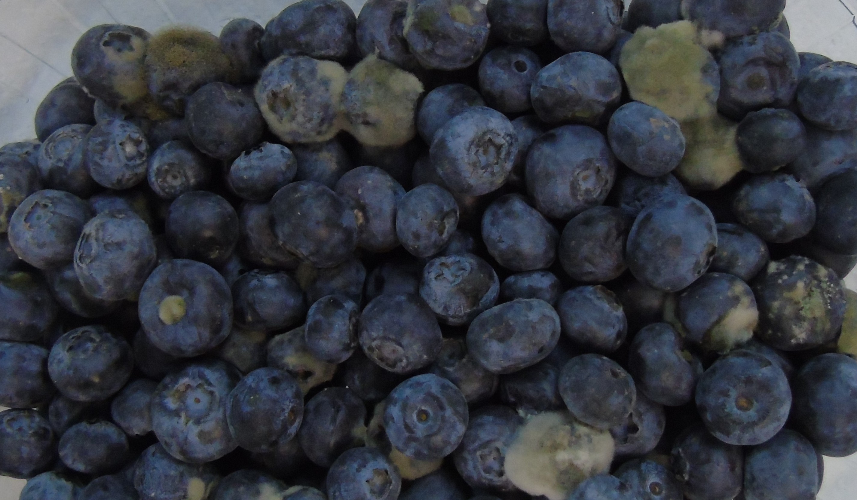 Botritis en poscosecha